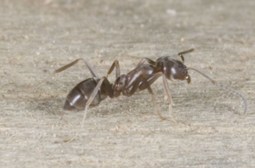 Argentine ant 02 - photo credit Andrew Townsend